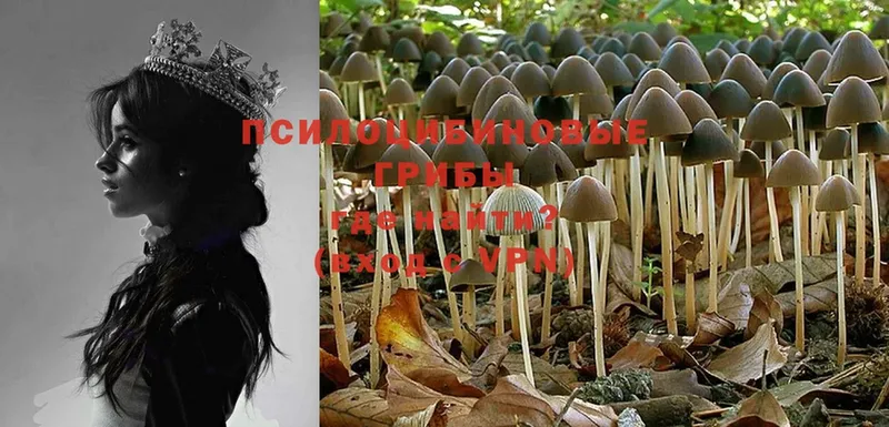 Псилоцибиновые грибы Psilocybe  Камызяк 